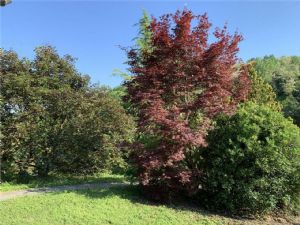VILLA CON PISCINA E CAMPO DA TENNIS A POCHI MINUTI DA ASTI